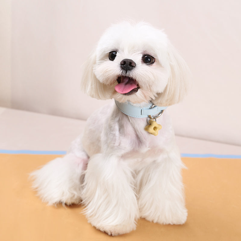 Dottylab® Leather Flower Pet Collar