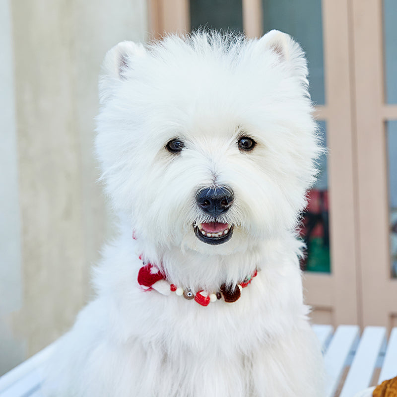 MookiPet® Stylish Necklace for Dogs & Cats