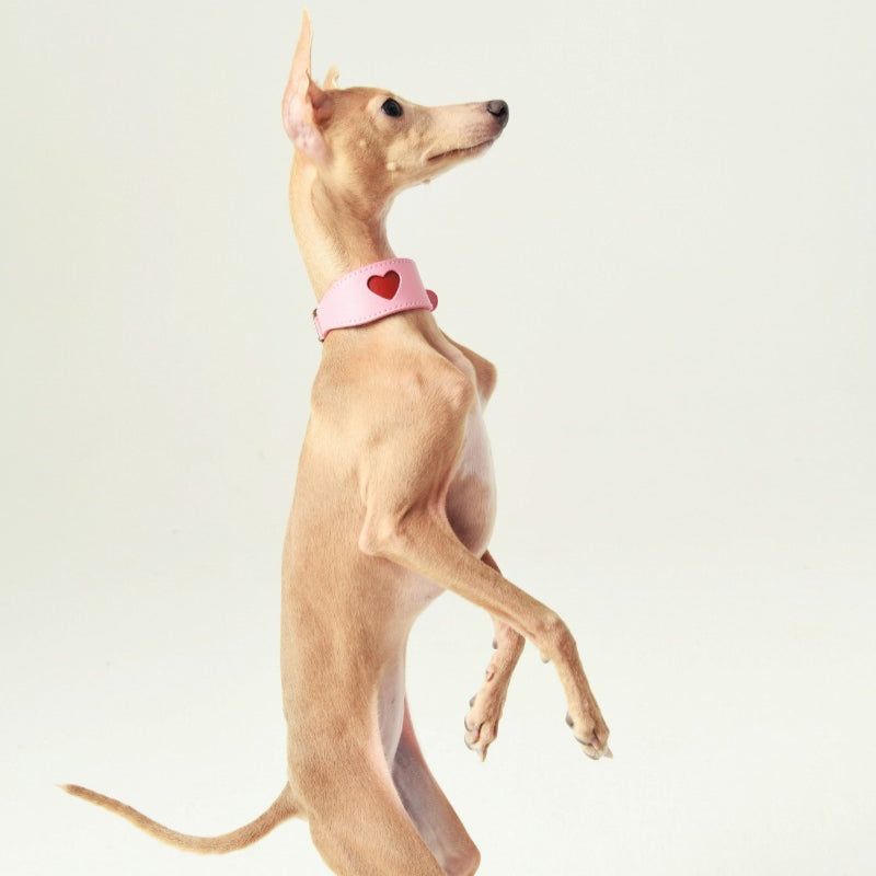 iiNeed® Leather Heart Collar for Whippets Dog