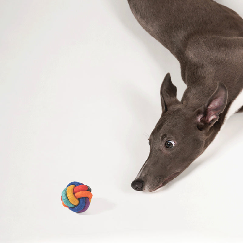 PAWZCITY® Rainbow Ball Pet Toy