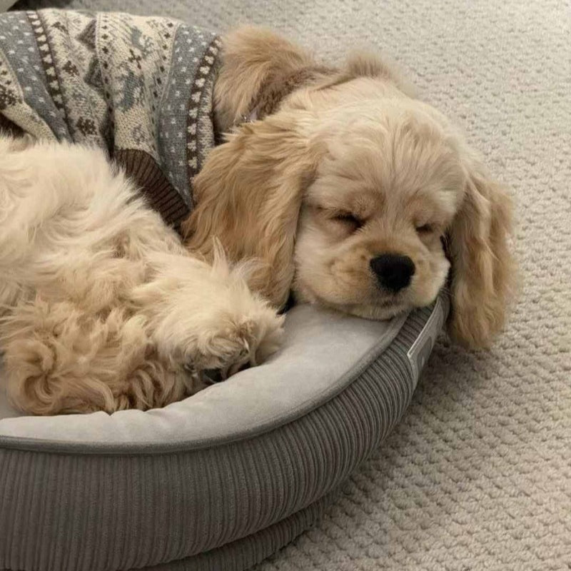 PalettePet® Christmas Ethnic Style Sweater for Dogs – Beige