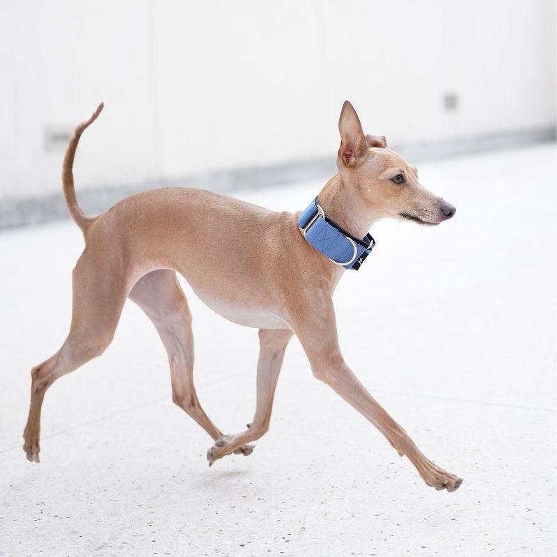 Hound Co.® Anti-Escape Dog Collar - KIKOPALS