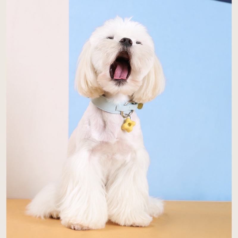Dottylab® Leather Flower Pet Collar