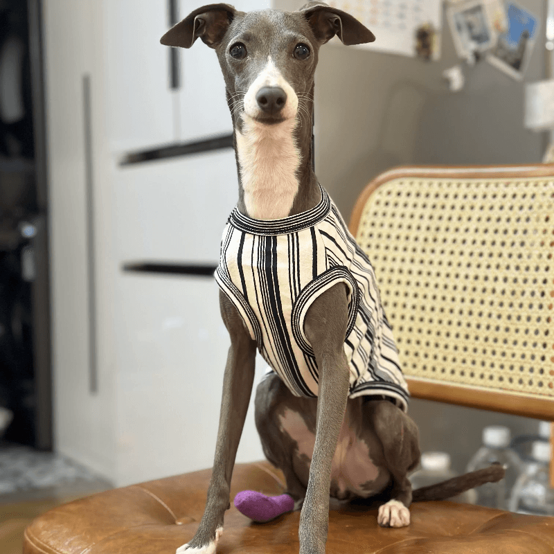 A HUNTING DOG® Dog Hemming Vest - KIKOPALS