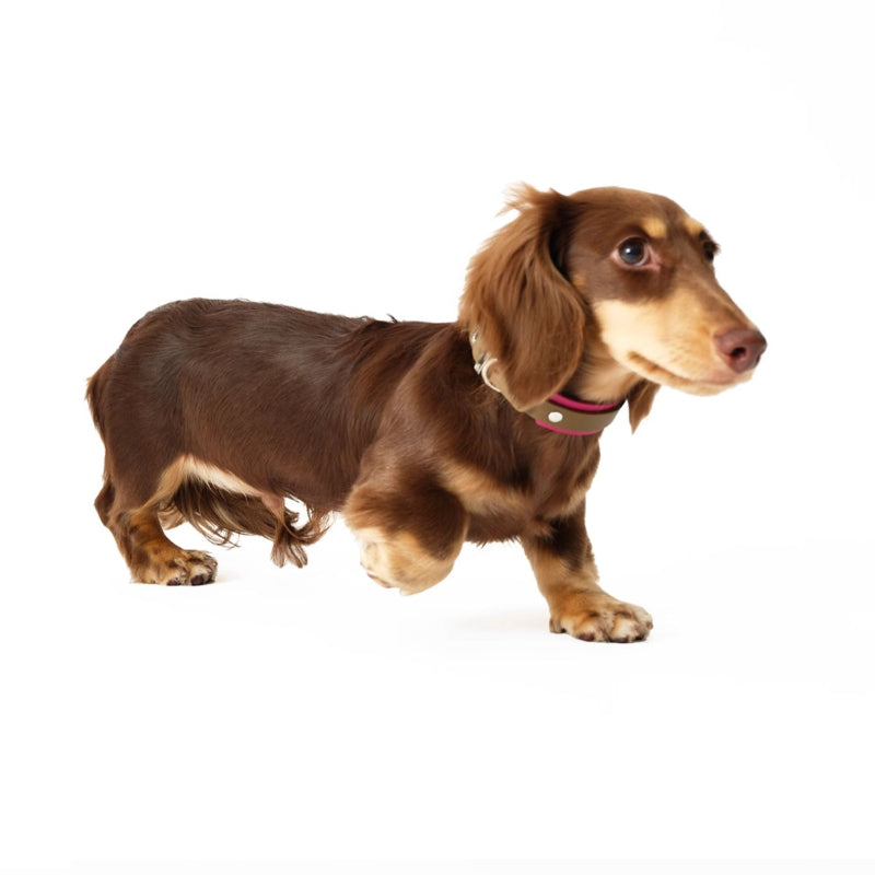 Nuoz® Double Color Leather Pet Collar for Dogs