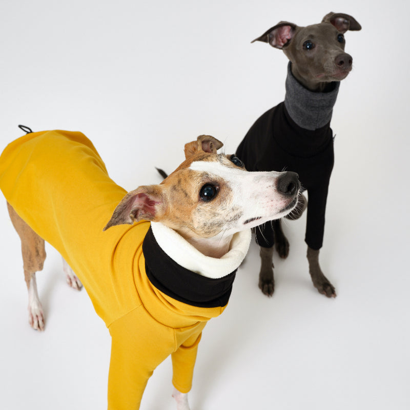 Nuoz® Colorful Gradient Hoodie with Removable Fur Collar for Dogs