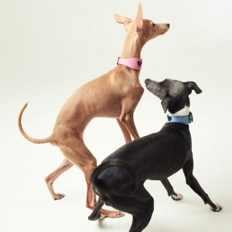 iiNeed® Leather Heart Collar for Whippets Dog