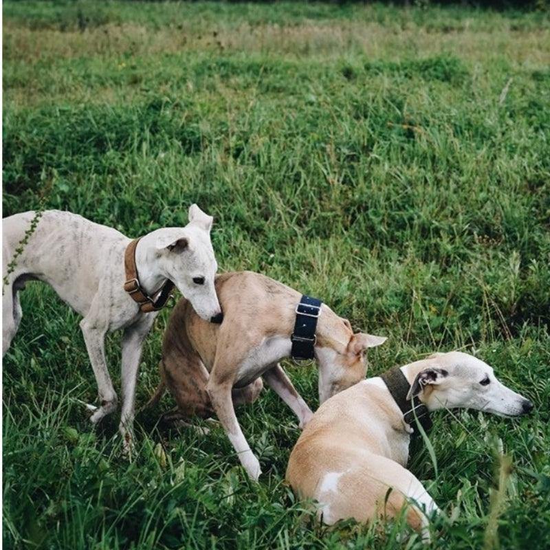 Hound Co.® Pine Brown Pet Collar - KIKOPALS