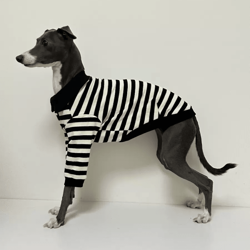 A HUNTING DOG® Blue/White Dog Polo Shirt - KIKOPALS