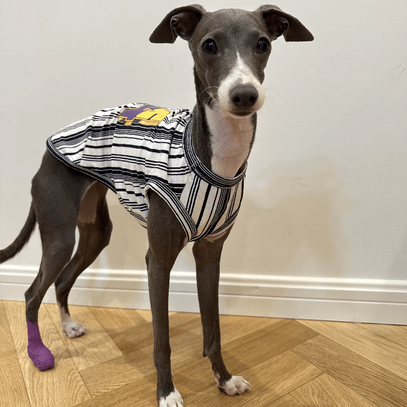 A HUNTING DOG® Dog Hemming Vest - KIKOPALS