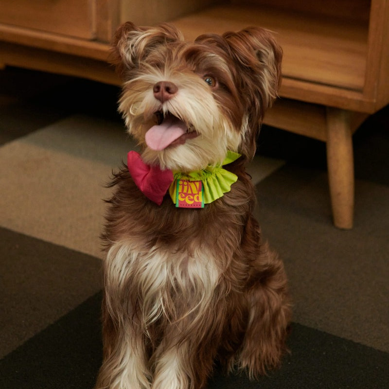 iiNeed® Heart-Shaped Pet Bibs & Scarves