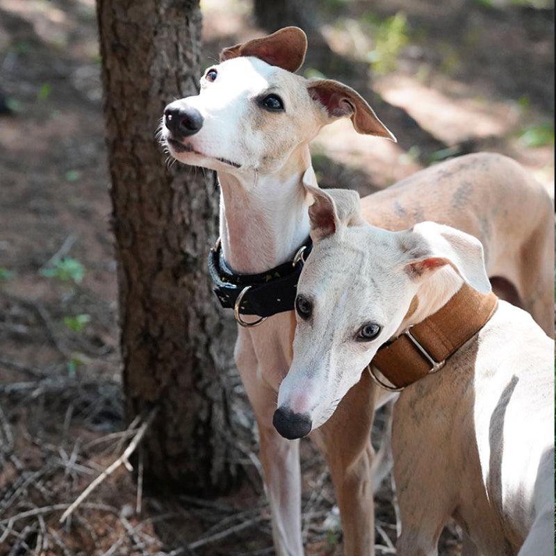 Hound Co.® Martingale Pet Collar - KIKOPALS