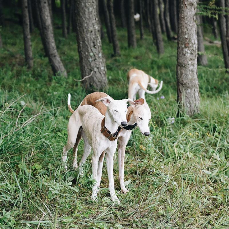 Hound Co.® Martingale Pet Collar - KIKOPALS