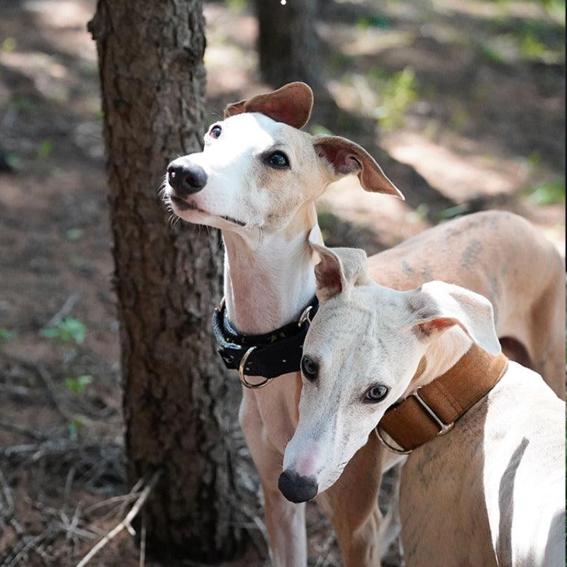 Hound Co.® Pine Brown Pet Collar - KIKOPALS