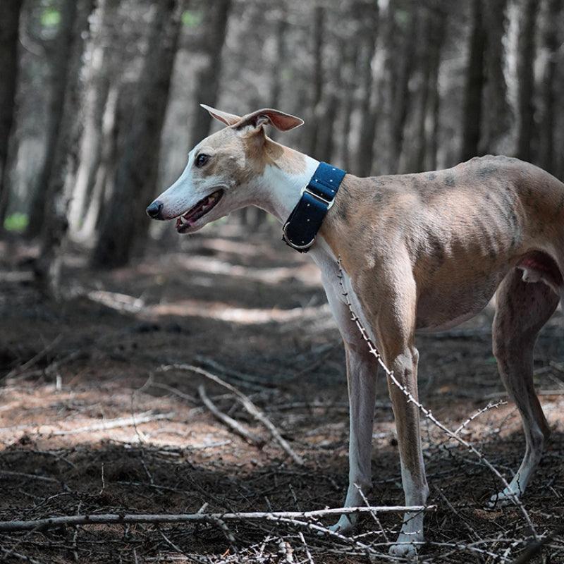 Hound Co.® Martingale Pet Collar - KIKOPALS